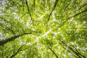 Tala controlada de boscos i beneficis